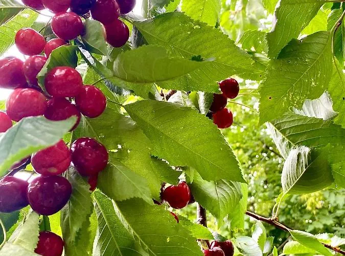 La Ginestra *