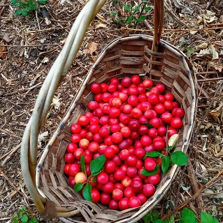 ベッド・アンド・ブレックファスト La Ginestra