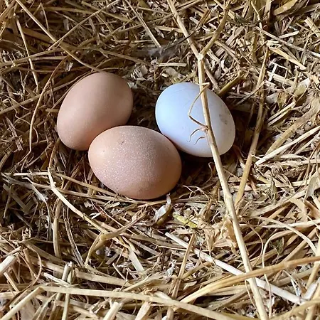 La Ginestra ベッド・アンド・ブレックファスト