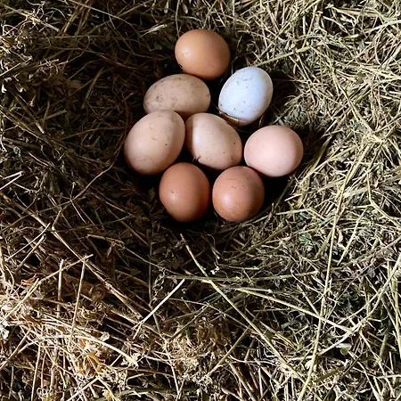 Frühstückspension La Ginestra Fosdinovo