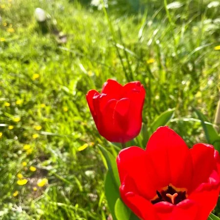 La Ginestra * Fosdinovo