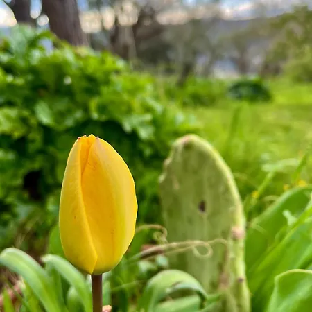 La Ginestra Frühstückspension