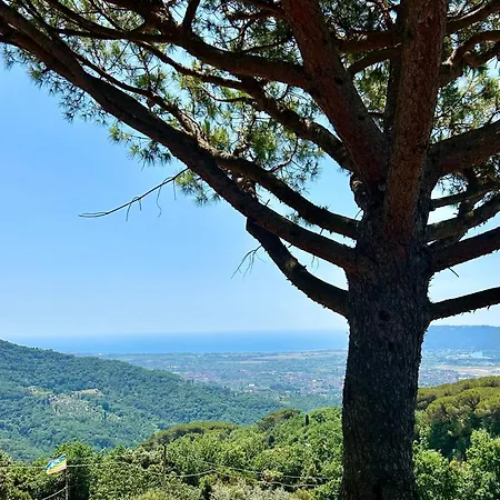 La Ginestra